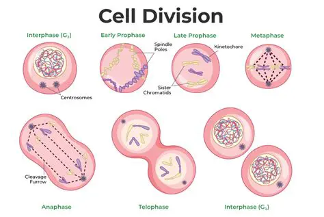 The Three Stages of Cell Division
