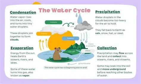 The Water Cycle and Summer