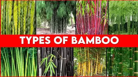 Types of Bamboo and their Scientific Names