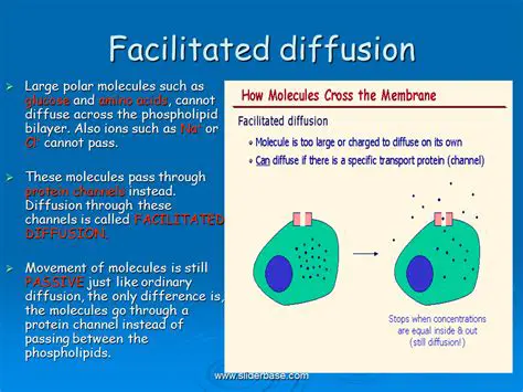 Types of Molecules that Require Facilitated Diffusion