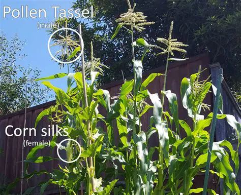 Understanding the Process of Detasseling and Its Impact on Corn Pollination