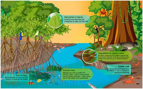 Understanding the Swamp Ecosystem